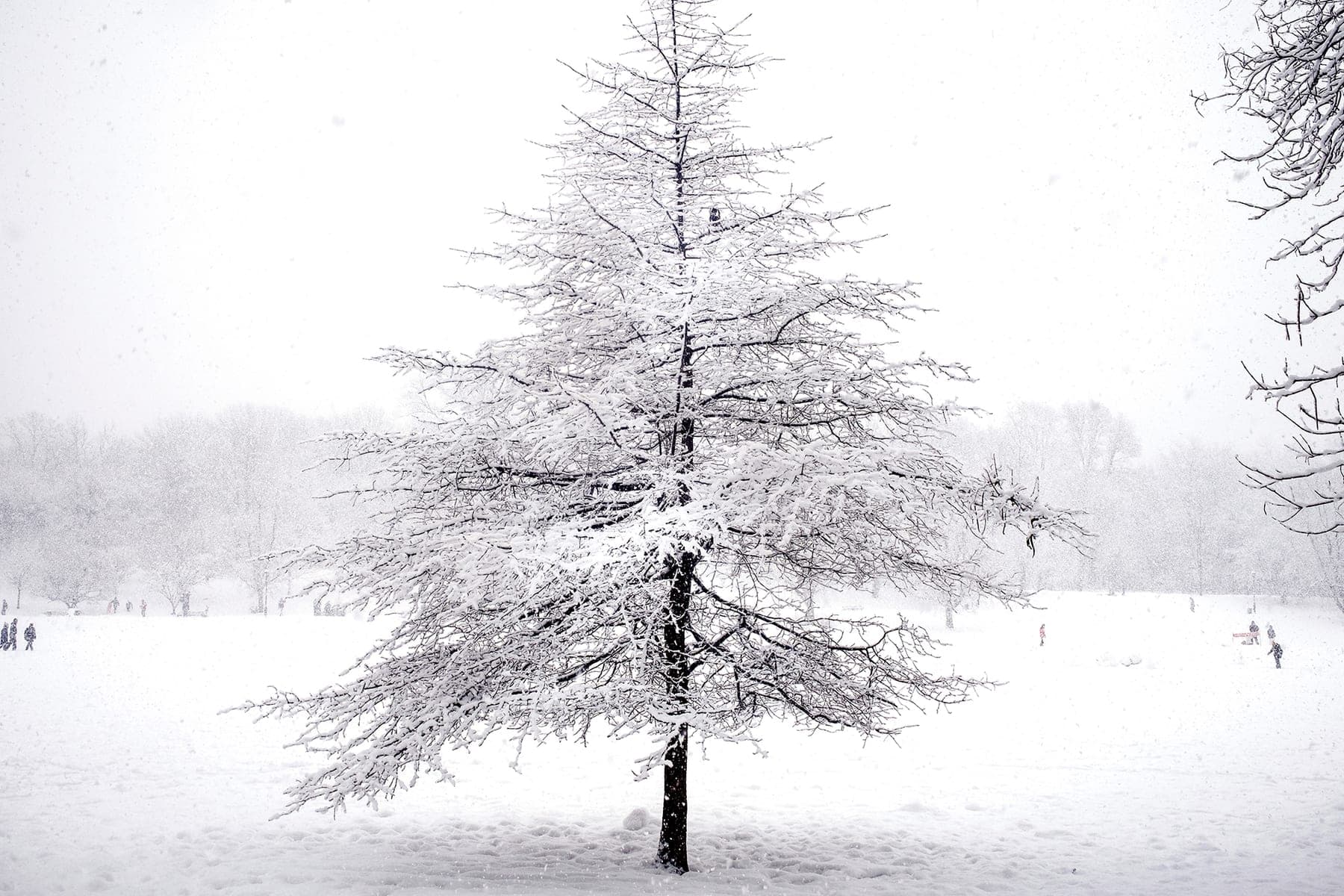 Winter In Prospect Park