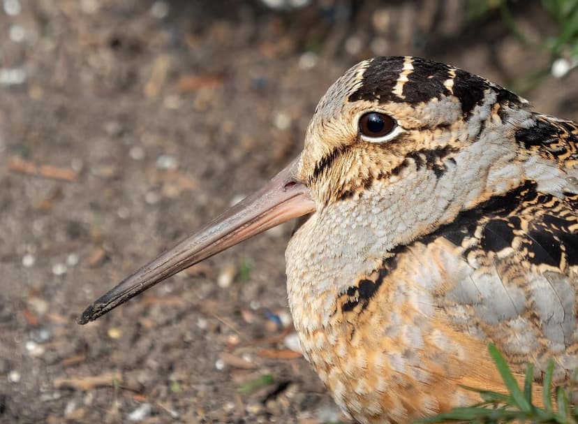 A close up of an American woodcock with a long beak and patterned brown, black, and tan feathers, looking to the right.