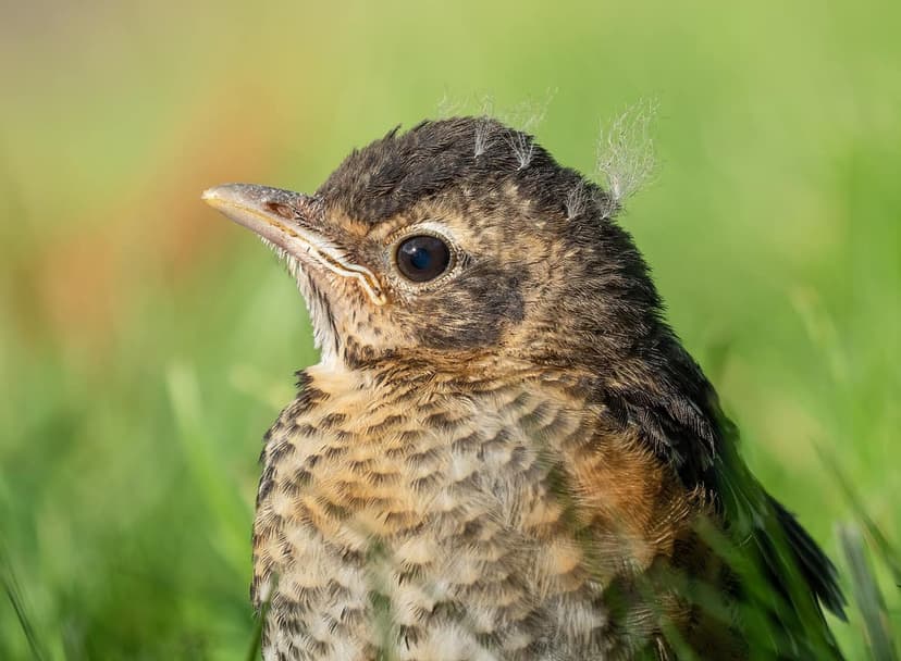 Close up of a juvenile American robin with speckled brown and black feathers and a dark eye, looking left.