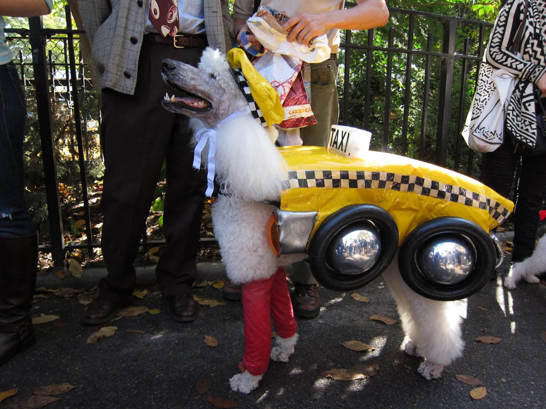 NYC taxi dog costume, 2012 (8106439391)